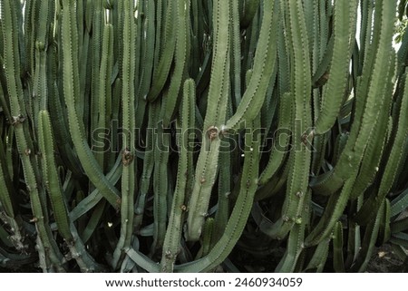 Close up of big green cactus on the blue sky background. Textured background of tropical greenery. Copy space for a free text