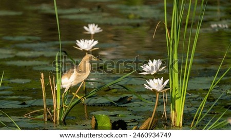 Indian Pond heron in water lillies pond