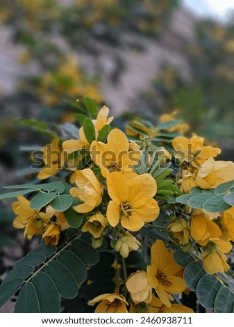 Senna Multiglandulosa Glandular Senna Species Flowering Stock Photo.This is beautiful flower image. This is yellow and greem leaf background. 