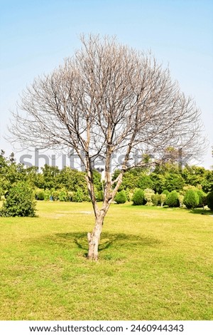 A dry tree is barren of leaves and moisture, often a symbol of dormancy or death in nature, yet still retaining its stark beauty in its skeletal form.






 Royalty-Free Stock Photo #2460944343
