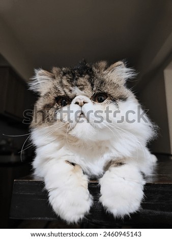 Persian exotic cat black and white