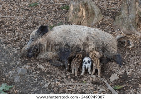 Wild boar - Sus scrofa - in the forest and by the in its natural habitat. Photo of wild nature. Royalty-Free Stock Photo #2460949387