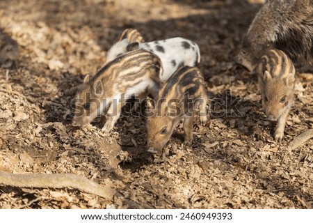 Wild boar - Sus scrofa - in the forest and by the in its natural habitat. Photo of wild nature. Royalty-Free Stock Photo #2460949393