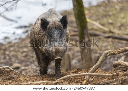 Wild boar - Sus scrofa - in the forest and by the in its natural habitat. Photo of wild nature. Royalty-Free Stock Photo #2460949397