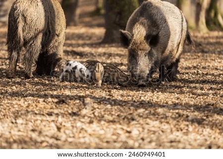 Wild boar - Sus scrofa - in the forest and by the in its natural habitat. Photo of wild nature. Royalty-Free Stock Photo #2460949401