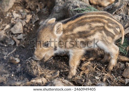 Wild boar - Sus scrofa - in the forest and by the in its natural habitat. Photo of wild nature. Royalty-Free Stock Photo #2460949405