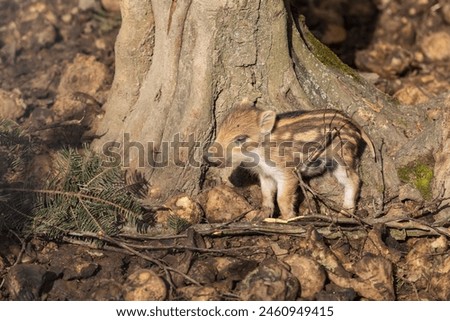 Wild boar - Sus scrofa - in the forest and by the in its natural habitat. Photo of wild nature. Royalty-Free Stock Photo #2460949415