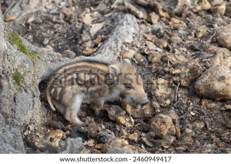 Wild boar - Sus scrofa - in the forest and by the in its natural habitat. Photo of wild nature. Royalty-Free Stock Photo #2460949417