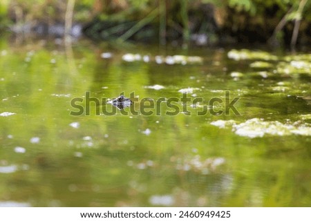 Frog on the surface of the pond. Close-up portrait of the head of a frog Toad - Bufo bufo. Big eyes, reflection on the surface and beautiful bokeh are visible. Royalty-Free Stock Photo #2460949425