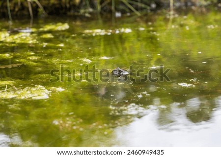 Frog on the surface of the pond. Close-up portrait of the head of a frog Toad - Bufo bufo. Big eyes, reflection on the surface and beautiful bokeh are visible. Royalty-Free Stock Photo #2460949435