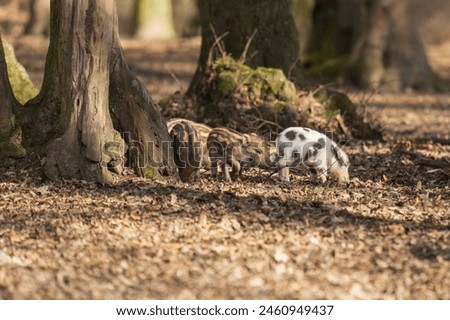 Wild boar - Sus scrofa - in the forest and by the in its natural habitat. Photo of wild nature. Royalty-Free Stock Photo #2460949437