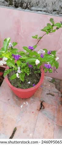 Brunfelsia pauciflora is a bushy, evergreen shrub. It has smooth, dark green branches, leathery leaves, and fragrant purple flowers that change color to lavender and then white as they mature. Royalty-Free Stock Photo #2460950659