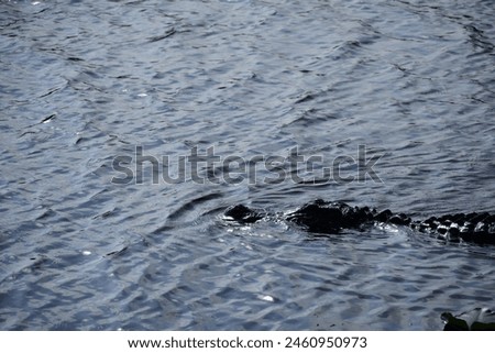 A wildlife photograph of an American Alligator that I captured at the Lake Apopka Wildlife Drive on May 11, 2024. 
