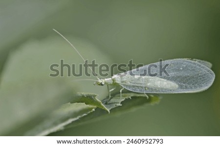 Chrysopa is a genus of green lacewings in the neuropteran family Chrysopidae, Crete Royalty-Free Stock Photo #2460952793