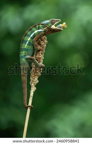 Panther chameleon (Furcifer pardalis) is catching its prey with its tongue. Royalty-Free Stock Photo #2460958841