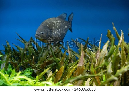 Piranha swimming in an aquarium pool with green algae. High quality photo