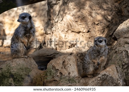 Meerkat in a mountainous area in a biblical reserve in Jerusalem. High quality photo