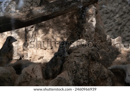 Meerkat in a mountainous area in a biblical reserve in Jerusalem. High quality photo