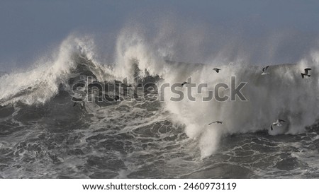 Huge Atlantic stormy breaking wave seeing seagulls in flight over it. Northern portuguese coast.