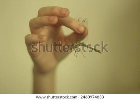 Dragonfly under a magnifying glass in children's hands