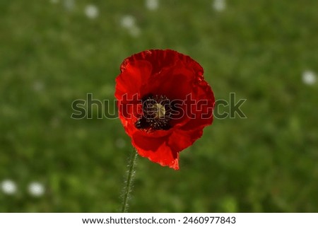 Poppy flower in the grass field