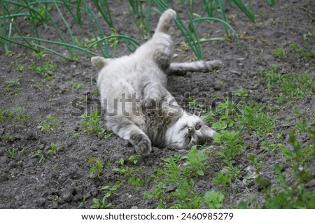Cute gray cat walking in the garden beds.