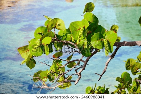 Seagrape plant in the morning sunlight full of fruit Royalty-Free Stock Photo #2460988341
