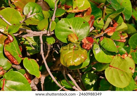 Seagrape plant in the morning sunlight Royalty-Free Stock Photo #2460988349