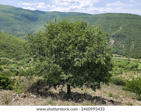 An oriental hackberry (Celtis tournefortii) tree in Ballica vilage in Pazar district of Tokat province, Turkey Royalty-Free Stock Photo #2460995433