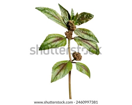 Euphorbia hirta is consumed in herbal tea form as folk medicine for  dengue fever and malaria