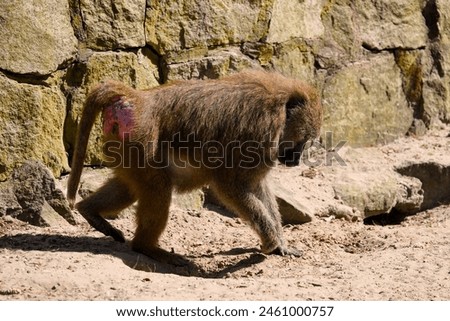 yellow baboon (Papio cynocephalus) in a rocky environment
