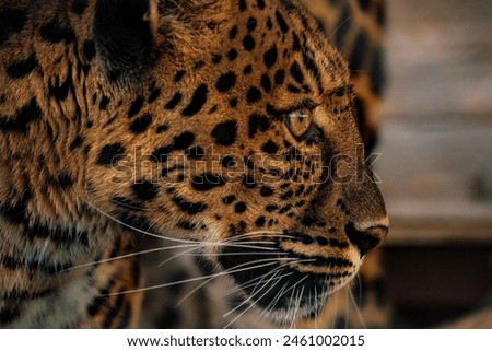 Close up photo of a gorgeous, powerful leopard. I photographed this beauty at a large cat sanctuary, which protected many species that were once used for entertainment or kept as pets.