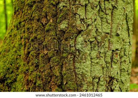 The photo depicts a detail of tree bark, symbolizing its uniqueness and character. The relief, texture, and shades of the bark create a captivating landscape right on the trunk. This piece of nature r