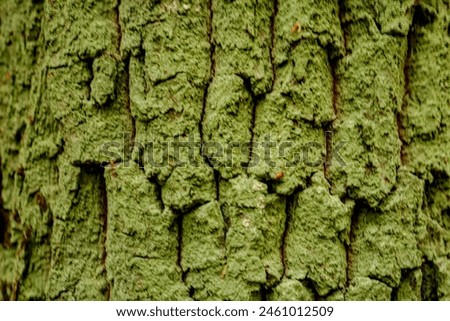 The photo depicts a detail of tree bark, symbolizing its uniqueness and character. The relief, texture, and shades of the bark create a captivating landscape right on the trunk. This piece of nature r