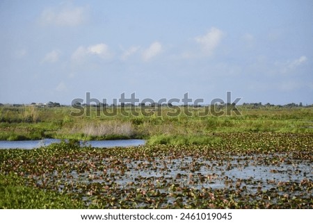 A wildlife or nature Photograph created on the Lake Apopka wildlife Drive. 