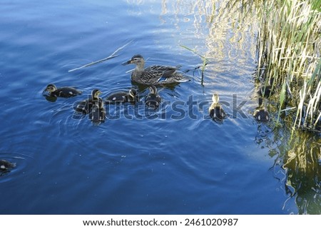 A family of ducks on the lake