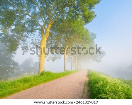 Fog during the morning hours. Trees and path for walking. Natural landscape. Tall trees in the park. Bright sun and thick fog. Photo for wallpaper and background. High resolution. 
