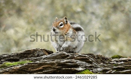 A golden-mantled ground squirrel (Callospermophilus lateralis)sitting on rocky ground, eye-level, copy space, 16:9 Royalty-Free Stock Photo #2461029285