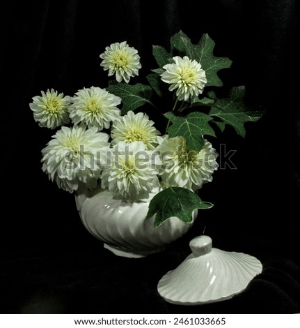 photograph of white dahlias arranged in a decorative white soup tureen with black background Royalty-Free Stock Photo #2461033665