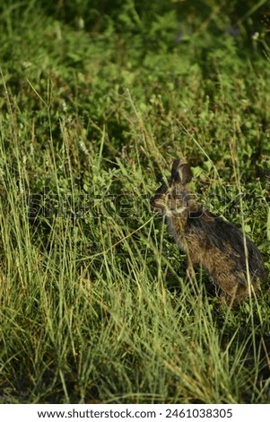 A nature photo of a Cottontail Rabbit or a Marsh Rabbit feeding alongside the Lake Apopka Wildlife Drive. 
