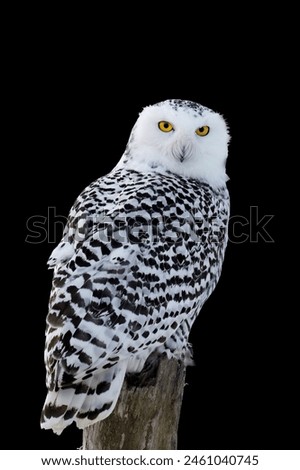 Owl isolated on black. Snowy owl, Bubo scandiacus, perched on birch stump in frosty morning. Arctic owl looking over shoulder. Beautiful white polar bird with yellow eyes. Winter in wild nature.