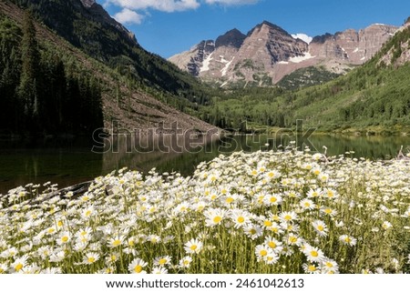 A floral display of white Daisy flowers with the backdrop of the Maroon Bells and the vast Maroon Bells Snowmass Wilderness Area. Royalty-Free Stock Photo #2461042613