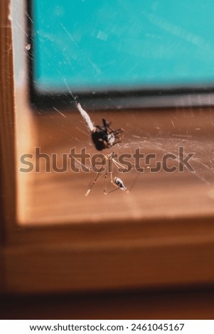 House Spider caught a fly - the fly in the spider's web - Spider Eating a fly