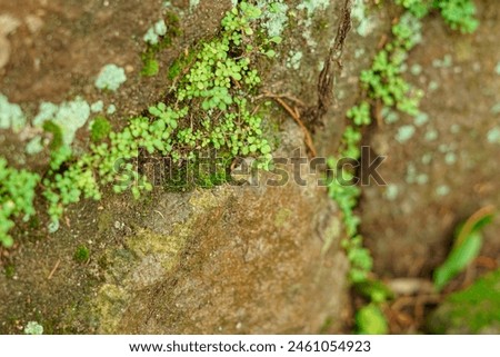 micro small green plants that grow in between rock cracks Royalty-Free Stock Photo #2461054923