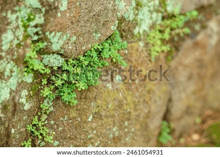 micro small green plants that grow in between rock cracks Royalty-Free Stock Photo #2461054931