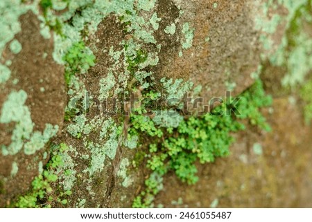 micro small green plants that grow in between rock cracks Royalty-Free Stock Photo #2461055487