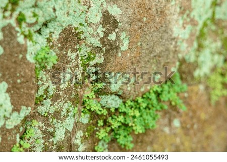 micro small green plants that grow in between rock cracks Royalty-Free Stock Photo #2461055493