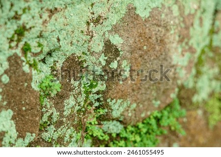 micro small green plants that grow in between rock cracks Royalty-Free Stock Photo #2461055495