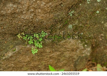 micro small green plants that grow in between rock cracks Royalty-Free Stock Photo #2461055519