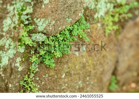 micro small green plants that grow in between rock cracks Royalty-Free Stock Photo #2461055525